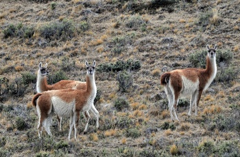 Lamaer i Torres Del Paine National Park - Patagonien, Chile