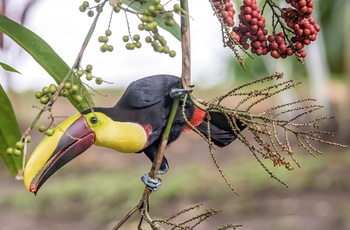 Farverig tukan i Tortuguero National Park - Costa Rica