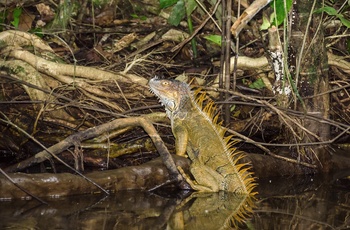 Grøn leguan i Tortuguero National Park - Costa Rica