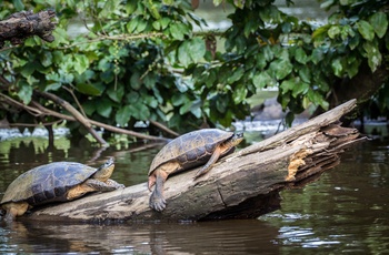 Skildpadder soler sig i Tortuguero National Park - Costa Rica