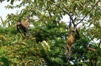 Nysgerrige aber i Tortuguero National Park - Costa Rica