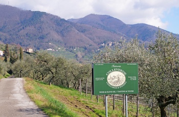 Skilt mod vingården, Fattoria Colle Verde i Toscana