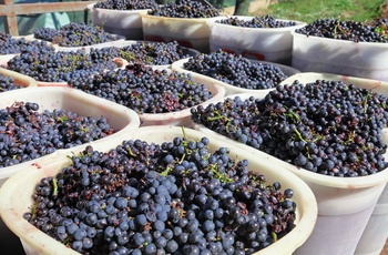 Druer der lige er høstet i Chianti vinområdet, Toscana