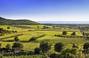 Vinmarker på øen Elba, Toscana i Italien