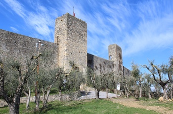 Oliventræer uden for bymuren til Monteriggioni, Toscana
