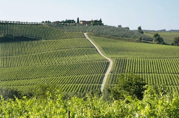 Rocca delle Macie i Toscana