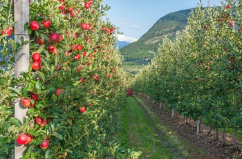 Æbleplantage i Trentino-Sydtyrol, Italien