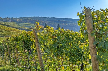 Vinmark tæt på Brixen i Trentino-Sydtyrol, Italien
