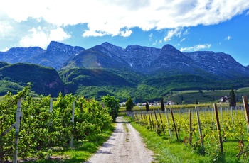 Vinmarker på Südtiroler Weinstrasse i Trentino