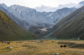 Kvæg der græsser i Truso-dalen - Georgien