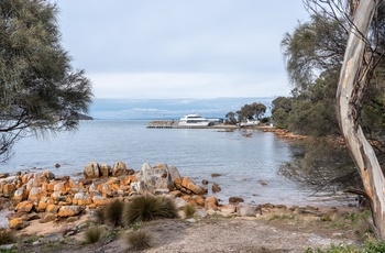 Turbåd ved Coles Bay nær Freycinet National Park på Tasmanien - Australien