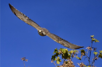 Flyvende ørn i Harzen Nationalpark 