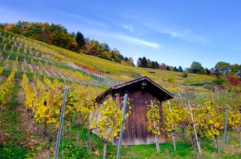 Vinmarker nær Glottertal i efterårsfarver, Sydtyskland