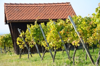 Vinranker i området ved vinbyen Iphofen, Bayern i Tyskland