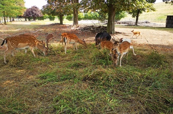 Hjorte i Elbauenpark i Magdeburg, Midttyskland