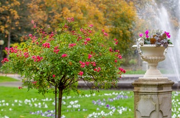 Park med smukke roser, Tyskland