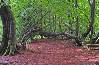 Reinhardwald - Sababurg skoven med de krogede træer, Midttyskland