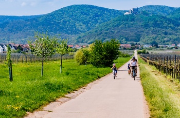 Familie på cykeltur gennem vinmarker i Midttyskland