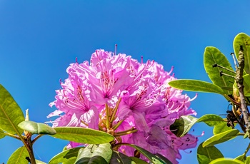 Smuk Rhododendron