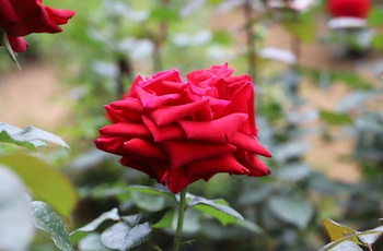 Rød rose
