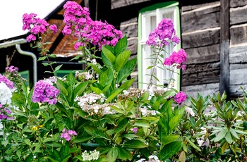 Blomster foran traditionelt hus i Spreewald, Tyskland