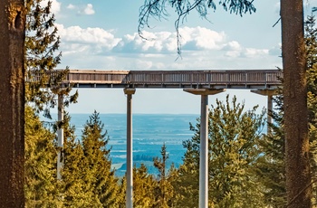 Wald  wipfelweg Tree Top Walk i Bayerischer Wald nationalpark, Sydtyskland