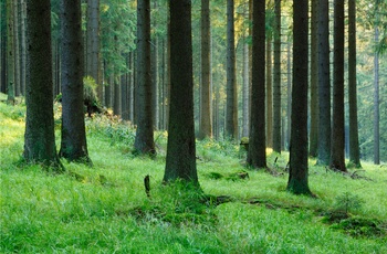 Skov i Harzen Nationalpark 