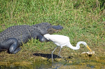 MC-tur Solrige Florida - dag 5: Florida City-Naples - alligator og hejre i Everglades