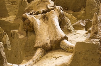Mammoth Site of Hot Springs i South Dakota - USA