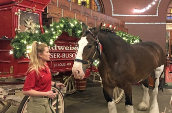 Clydesdales (trækhest) på Anheuser-Busch bryggeriet og Budweiser i St. Louis - Missiouri