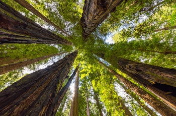 USA Californien Avenue of the Giants