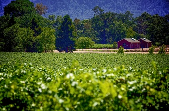 USA Californien Napa Valley