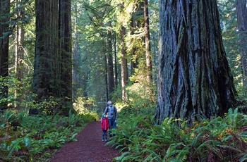 USA Californien Redwoods State Park