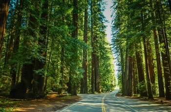 USA Californien Redwoods State Park
