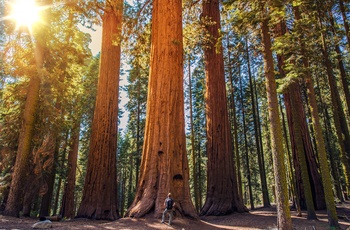 USA Californien Sequoia Nationalpark