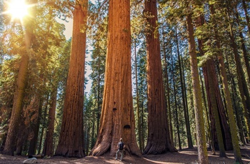 USA Californien Sequoia Nationalpark