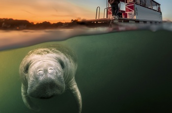 USA Florida Crystal River Manatee