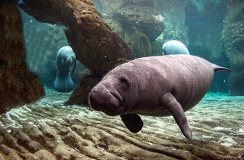 USA Florida Crystal River Manatee