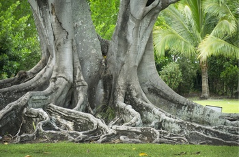Smukt gammelt træ i haven ved Edison and Ford Winter Estates i Fort Myers, Florida