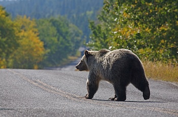 Hold øje med Grizzly bjørnene