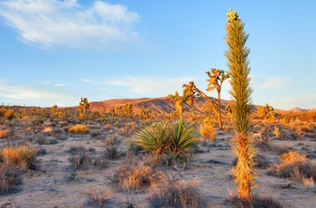 USA Californien Mojave Ørkenen