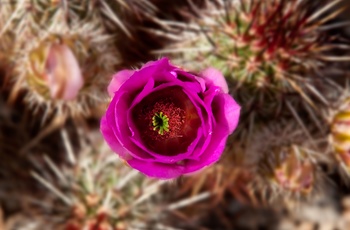 USA Californien Mojave Ørkenen