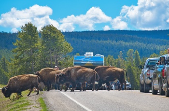 Cruise America Motorhome, Bisoner i Yellowstone i USA