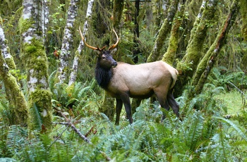 USA Oregon Hoh Rain Forest