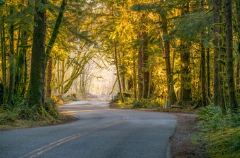 USA Oregon Hoh Rain Forest