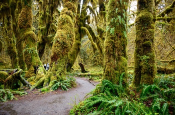 USA Oregon Hoh Rain Forest