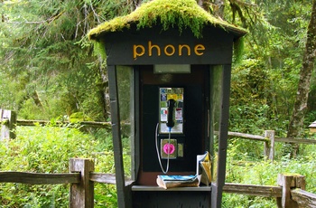 USA Oregon Hoh Rain Forest