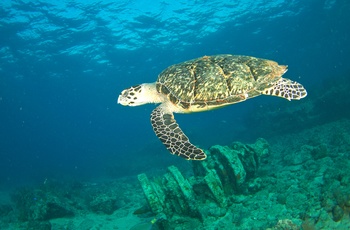 Se skildpadder på en dykke- snorkeltur i Florida