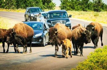 USA South Dakota Custer State Park