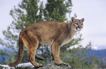 Puma i USA 